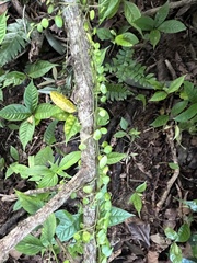 Peperomia rotundifolia