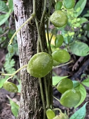 Peperomia rotundifolia