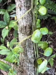 Peperomia rotundifolia