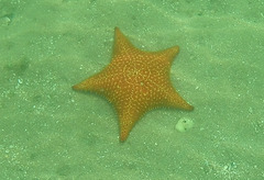 Oreaster reticulatus