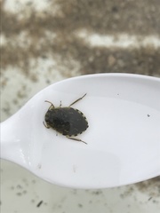 Ambrysus