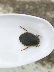 Ambrysus