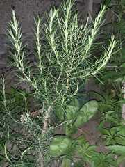 Salvia rosmarinus