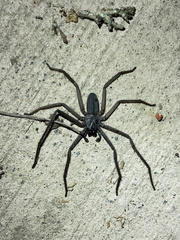 Morebilus