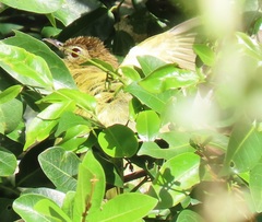 Chlorocichla flaviventris flaviventris