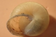 Neohelix divesta