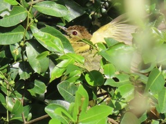 Chlorocichla flaviventris flaviventris