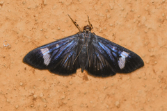 Erilusa leucoplagalis