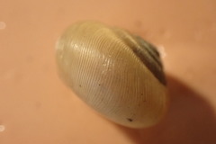 Neohelix divesta