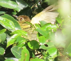 Chlorocichla flaviventris flaviventris