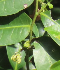 Artabotrys monteiroae