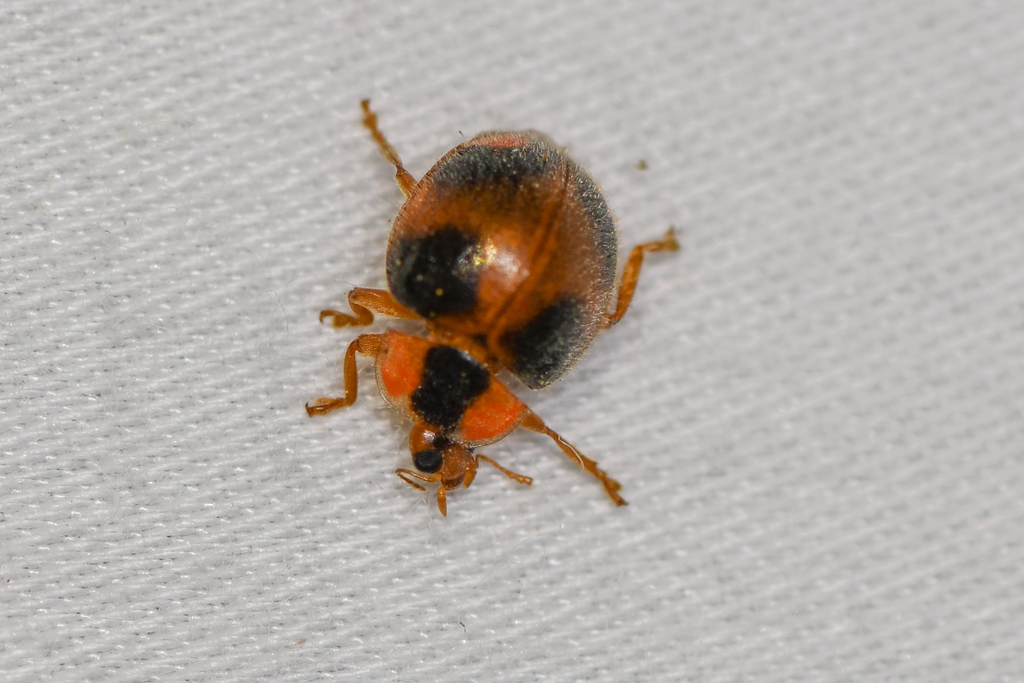 Eupalea picta