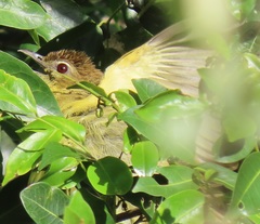 Chlorocichla flaviventris flaviventris