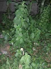 Urtica urens