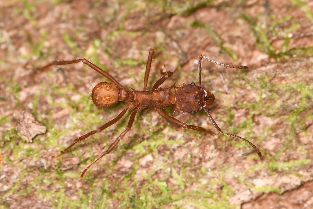 Acromyrmex coronatus
