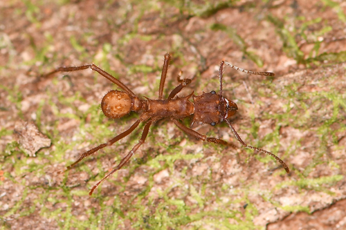 Acromyrmex coronatus