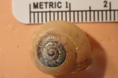 Neohelix divesta
