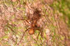 Acromyrmex coronatus