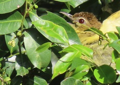 Chlorocichla flaviventris flaviventris