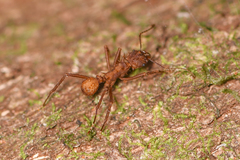 Acromyrmex coronatus