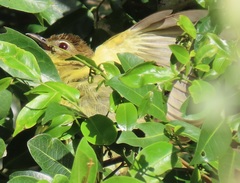 Chlorocichla flaviventris flaviventris