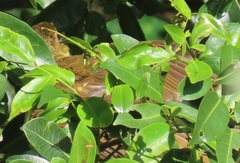 Chlorocichla flaviventris flaviventris