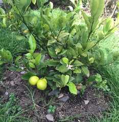 Citrus × limon