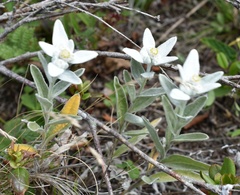 Leontopodium palibinianum