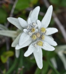 Leontopodium palibinianum