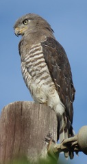 Circaetus fasciolatus