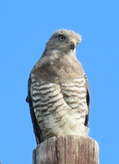 Circaetus fasciolatus