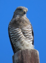 Circaetus fasciolatus