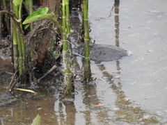 Kinosternon subrubrum subrubrum