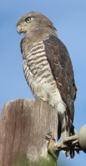 Circaetus fasciolatus