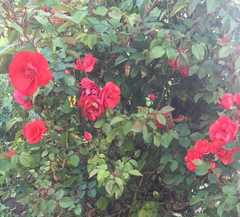 Rosa