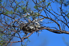 Auriparus flaviceps
