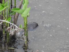 Kinosternon subrubrum subrubrum