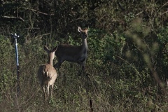 Rucervus eldii hainanus