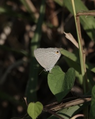 Catochrysops