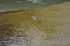 Charadrius semipalmatus