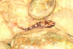 Channa limbata