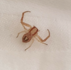 Thomisidae
