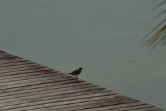 Charadrius semipalmatus
