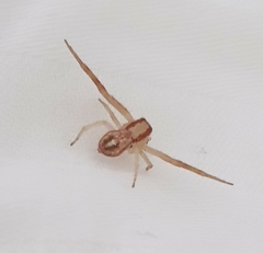 Thomisidae