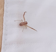 Thomisidae