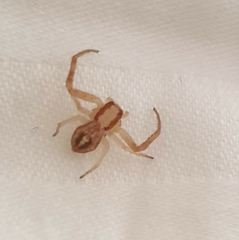 Thomisidae