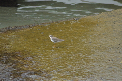 Charadrius semipalmatus