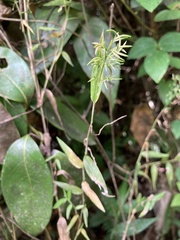 Ichnanthus pallens