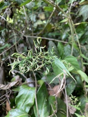 Ichnanthus pallens