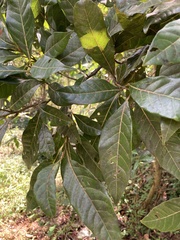Ocotea floribunda
